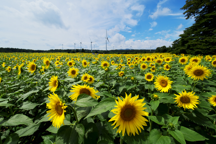 布引高原のひまわり | 裏磐梯ペンションバディ