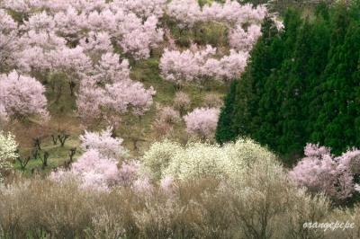 福島市内の桜