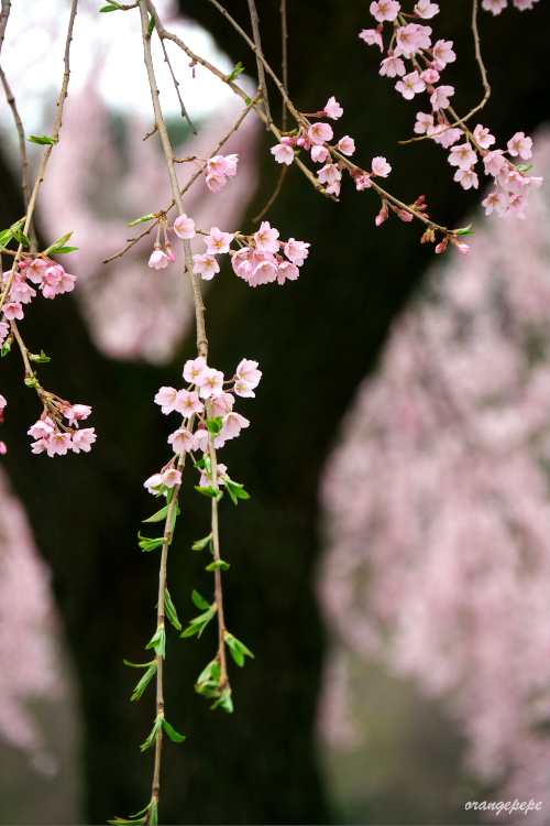 福島市内の桜