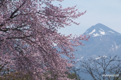 裏磐梯の山桜